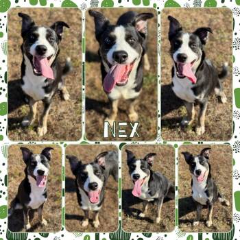 Rescue Greater Swiss Mountain Dog and Husky Dogs for Adoption in Fort Smith, Arkansas - Nex | PetCurious