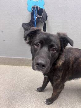 BUBBLE POP -  German Shepherd Dog and Mixed Breed Dog for Adoption in Las Vegas, Nevada - BUBBLE POP | PetCurious