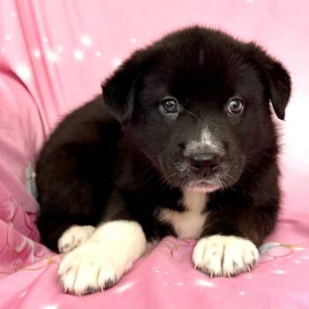 Pippy Pawesome -  Australian Shepherd Dog for Adoption in Andover, Massachusetts - Pippy Pawesome | PetCurious