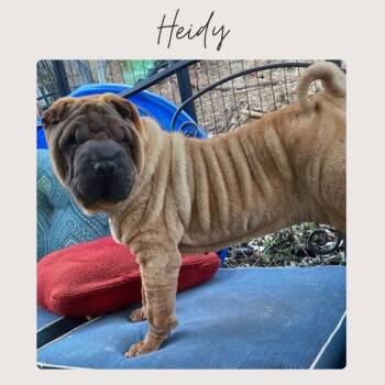 Shar Pei Dogs Available for Adoption in San Juan Capistrano, California - HEIDY | PetCurious