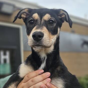 Rescue Shepherd and Labrador Retriever Dogs for Adoption in Oakland, California - Trixie | PetCurious