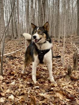 Husky Dogs Available for Adoption - Lou And Gerry | PetCurious