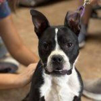 Tyrone -  Boston Terrier Dog for Adoption in Green Valley, Arizona - Tyrone | PetCurious