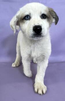 Rescue Great Pyrenees and Mixed Breed Dogs for Adoption in Morton Grove, Illinois - Sally | PetCurious