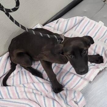 Mixed Breed Dogs Available for Adoption - Nyx | PetCurious