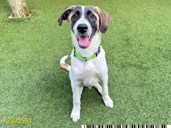 Mixed Breed Dogs Available for Adoption in West Palm Beach, Florida - DR WHITAKER | PetCurious