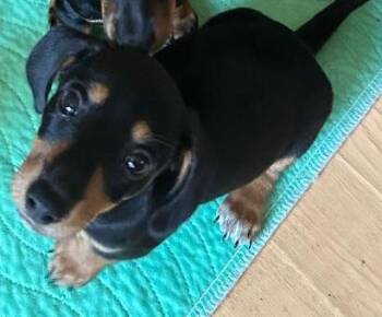 WOODY PUP -  Dachshund Dog for Adoption in Georgetown, Kentucky - WOODY PUP | PetCurious