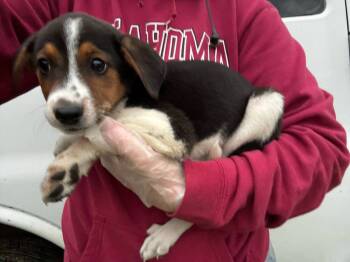 Rescue Treeing Walker Coonhound and Australian Cattle Dog Blue Heeler Dogs for Adoption in Shawnee, Oklahoma - Winnie | PetCurious