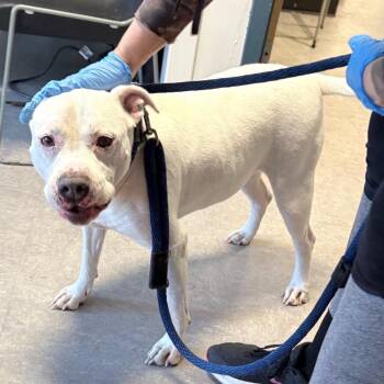 Mixed Breed Dogs Available for Adoption in Philadelphia, Pennsylvania - Dandelion | PetCurious