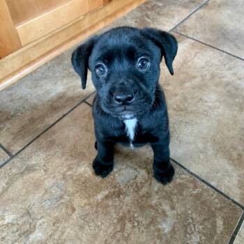 Arya -  Black Labrador Retriever and Mixed Breed Dog for Adoption in Tuscaloosa, Alabama - Arya | PetCurious