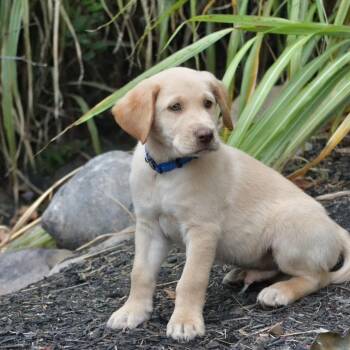 Texas -  Yellow Labrador Retriever Dog for Adoption in Spring Hill, Tennessee - Texas | PetCurious