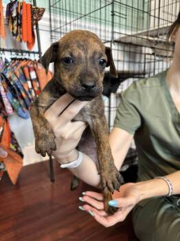 Rescue Mixed Breed Dogs for Adoption in Statesboro, Georgia - Snoop Dogg | PetCurious