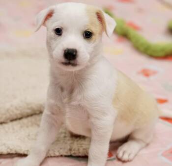 Molly -  Terrier Dog for Adoption in Pasadena, California - Molly | PetCurious