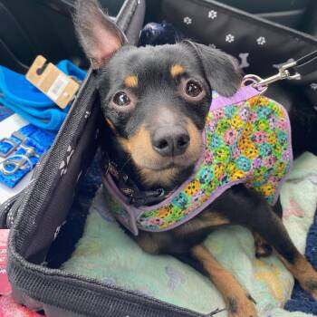 Tiger -  Dachshund Dog for Adoption in Austell, Georgia - Tiger | PetCurious