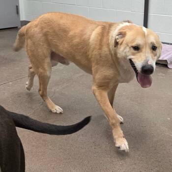 Shepherd Dogs Available for Adoption - Sam | PetCurious