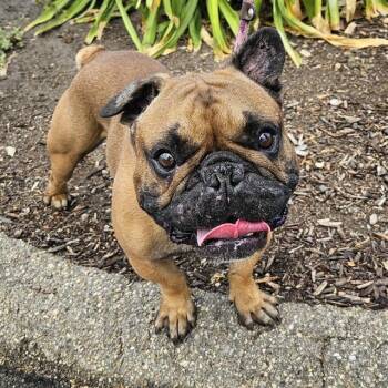 BULLY BOY -  French Bulldog Dog for Adoption in Camarillo, California - BULLY BOY | PetCurious