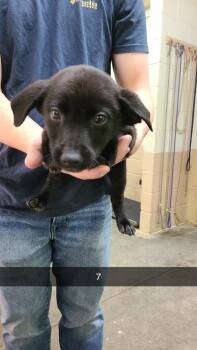 Labrador Retriever Dogs Available for Adoption in Swainsboro, Georgia - Chandler | PetCurious