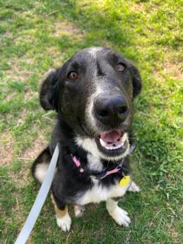 Khorus Harmonia -  Australian Cattle Dog Blue Heeler and Border Collie Dog for Adoption in Fort Lupton, Colorado - Khorus Harmonia | PetCurious