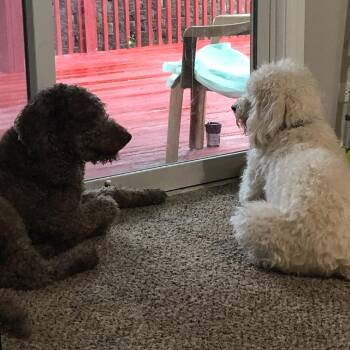 Golden Retriever and Standard Poodle Dogs Available for Adoption in South Elgin, Illinois - Kylo - Home To Home | PetCurious