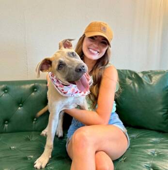 Junior Flame Tulip The Good Time Cutie -  Great Dane and Pit Bull Terrier Dog for Adoption in Friendswood, Texas - Junior Flame Tulip The Good Time Cutie | PetCurious