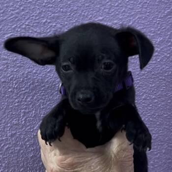 Buckeye -  Chihuahua Dog for Adoption in Woodland, California - Buckeye | PetCurious