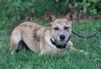 Trixie -  Pomeranian and Australian Cattle Dog Blue Heeler Dog for Adoption in Portage, Wisconsin - Trixie | PetCurious