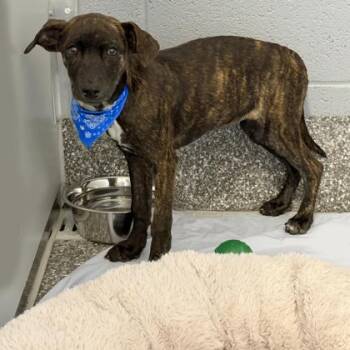 Plott Hound and Mixed Breed Dogs Available for Adoption - Annika | PetCurious