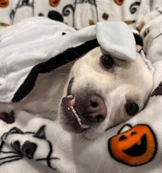 Staffordshire Bull Terrier and Pug Dogs Available for Adoption in Friendswood, Texas - Jojo Jellybean The Sweetest Girl With The Best Smile | PetCurious