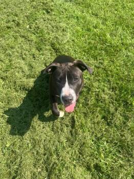 Rescue Pit Bull Terrier Dogs for Adoption in Deerfield, Michigan - Chesney | PetCurious