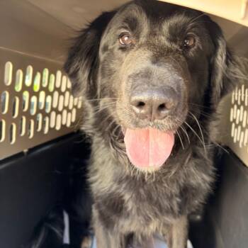 Mixed Breed Dogs Available for Adoption in Spokane, Washington - Ranger | PetCurious