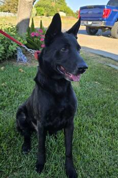 Diesel -  German Shepherd Dog Dog for Adoption in Tracy, California - Diesel | PetCurious