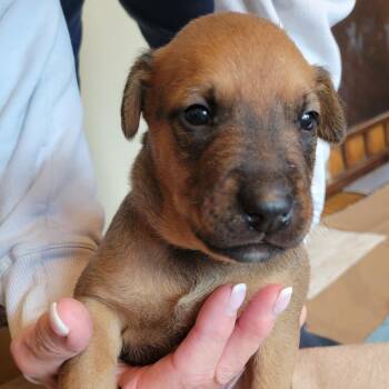 Brandon -  Labrador Retriever and Mixed Breed Dog for Adoption in Austin, Texas - Brandon | PetCurious