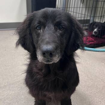 Amarillo -  Dachshund and Hound Dog for Adoption in Lynchburg, Virginia - Amarillo | PetCurious