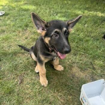 Bo Peep -  German Shepherd Dog and Akita Dog for Adoption in Van Horne, Iowa - Bo Peep | PetCurious
