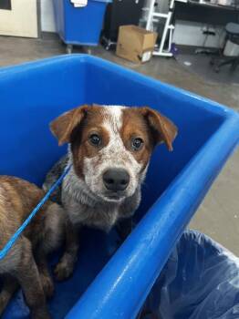 DAISY -  Mixed Breed Dog for Adoption in Dallas, Texas - DAISY | PetCurious