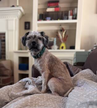 Rescue Shih Tzu Dogs for Adoption in Wake Forest, North Carolina - Suey | PetCurious