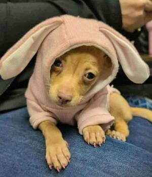 Chihuahua Dogs Available for Adoption - Tesha | PetCurious