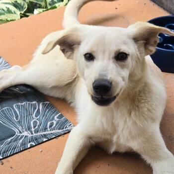 Butters -  Mixed Breed Dog for Adoption in Charleston, West Virginia - Butters | PetCurious