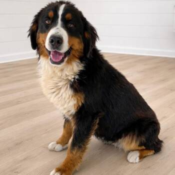 Bernese Mountain Dog Dogs Available for Adoption in Arvada, Colorado - Luna | PetCurious