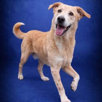 Mixed Breed Dogs Available for Adoption - Lucky-Foster Home Needed | PetCurious