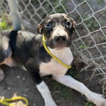 Aero -  Boxer Dog for Adoption in Sarasota, Florida - Aero | PetCurious