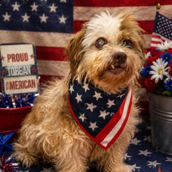Francis -  Mixed Breed Dog for Adoption in Columbiana, Alabama - Francis | PetCurious