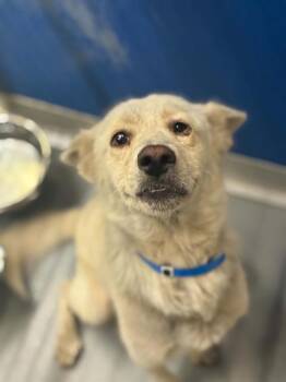 PRINCE CHARMING -  Husky and Mixed Breed Dog for Adoption in Visalia, California - PRINCE CHARMING | PetCurious