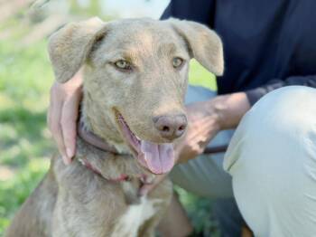 Annie -  Labrador Retriever Dog for Adoption in Woodstock, Ontario - Annie | PetCurious