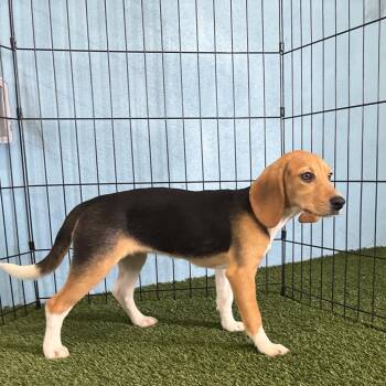 CQE6 1413 -  Beagle Dog for Adoption in Loxahatchee Groves, Florida - CQE6 1413 | PetCurious