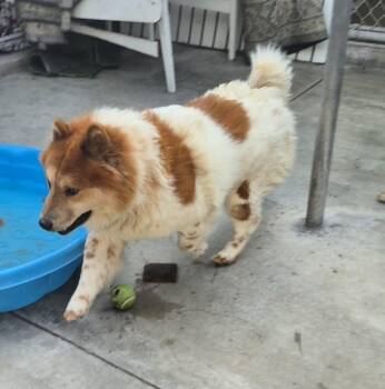 Chow Chow and Border Collie Dogs Available for Adoption in Manhattan Beach, California - Toby Maguire Chow! | PetCurious
