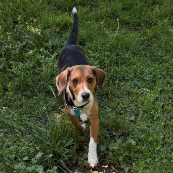 Beagle Dogs Available for Adoption in London, Ohio - Selia | PetCurious