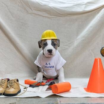 American Staffordshire Terrier Dogs Available for Adoption in Clarinda, Iowa - Puppy-4 | PetCurious