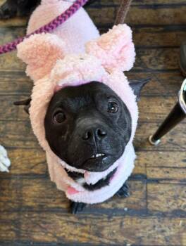 Zeus -  Pug Dog for Adoption in Chattanooga, Tennessee - Zeus | PetCurious
