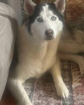 Husky Dogs Available for Adoption in Egg Harbor City, New Jersey - Husky | PetCurious